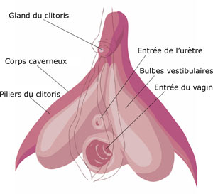clitoris-français