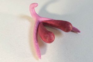 clitoris Modelisation-3D_gouache